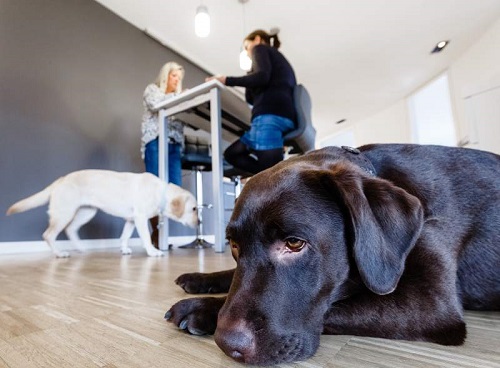inconvenientes de llevar tu mascota al trabajo